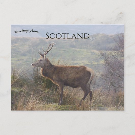 Carte Postale Cerf rouge à Islay Écosse (Devant)