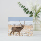 Carte Postale Cerf Sika dans un champ enneigé | Japon (Debout devant)