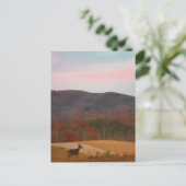 Carte Postale Cerf sur le golf au coucher du soleil (Debout devant)