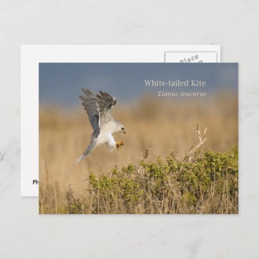 Carte Postale Cerf-volant à queue blanche (Devant / Derrière)