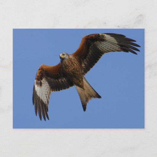 Carte Postale Cerf-volant rouge (Devant)
