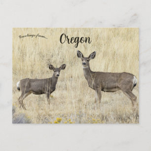Carte Postale Cerfs à Klamath Falls Oregon États-Unis