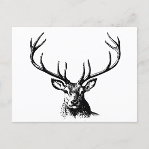 Carte Postale Cerfs Animaux Antlers Nature Faune Cornes Tête