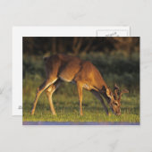 Carte Postale cerfs communs Blanc-coupés la queue, virginianus (Devant / Derrière)