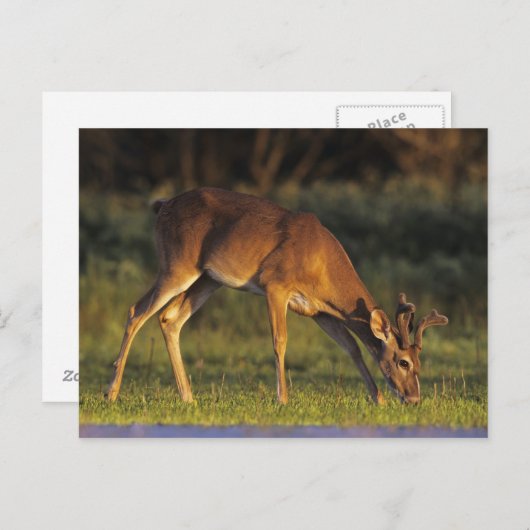 Carte Postale cerfs communs Blanc-coupés la queue, virginianus (Devant / Derrière)