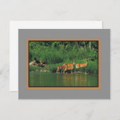 Carte Postale Cerfs communs le long de la berge (Devant / Derrière)