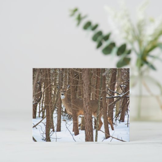 Carte Postale Cerfs en forêt en hiver (Debout devant)