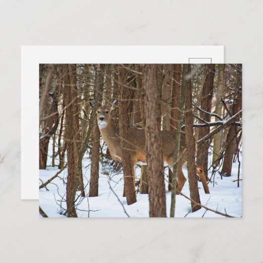 Carte Postale Cerfs en forêt en hiver (Devant / Derrière)