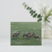 Carte Postale Cerfs Mulets D7 au Printemps (Debout devant)