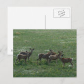 Carte Postale Cerfs Mulets D7 au Printemps (Devant / Derrière)