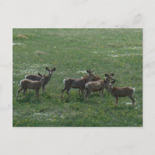Carte Postale Cerfs Mulets D7 au Printemps (Devant)