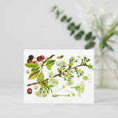 Carte Postale cerise (Debout devant)