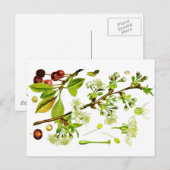 Carte Postale cerise (Devant / Derrière)