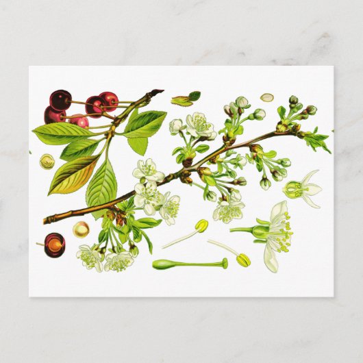 Carte Postale cerise (Devant)