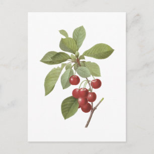 Carte Postale cerise(Cerasus domestica) par Redouté