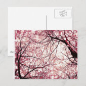 Carte Postale cerise fleurie 2 (Devant / Derrière)