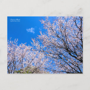 Carte Postale Cerise Prune [Carte postale]