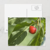 Carte Postale cerise rouge (Devant / Derrière)