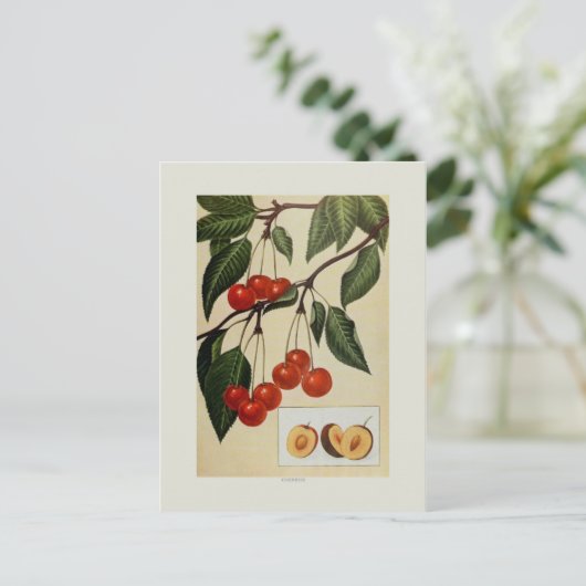 Carte Postale Cerises (Debout devant)