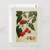 Carte Postale Cerises (Devant / Derrière)