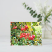 Carte Postale Cerises dans le Parc (Debout devant)