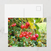 Carte Postale Cerises dans le Parc (Devant / Derrière)