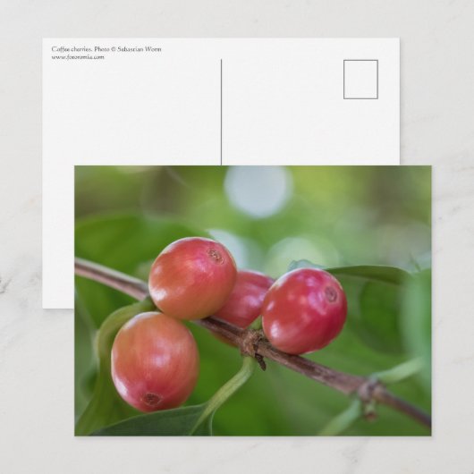 Carte Postale Cerises de café (Devant / Derrière)