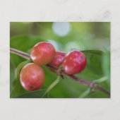 Carte Postale Cerises de café (Devant)