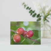 Carte Postale Cerises de café (Debout devant)