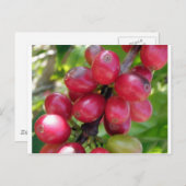 Carte Postale Cerises de café (Devant / Derrière)