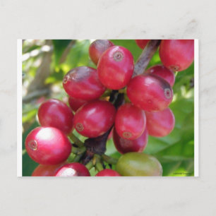 Carte Postale Cerises de café