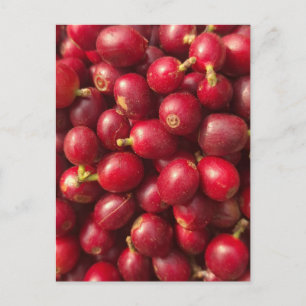 Carte Postale Cerises de café rouges fraîches et mûres
