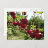 Carte Postale Cerises d'été (Devant / Derrière)