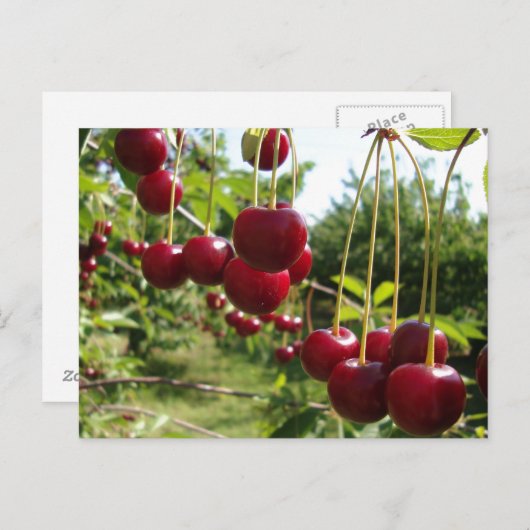 Carte Postale Cerises d'été (Devant / Derrière)