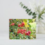 Carte Postale Cerises Mignonnes (Debout devant)
