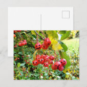Carte Postale Cerises Mignonnes (Devant / Derrière)