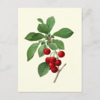 Cerises par Pierre-Joseph Redouté