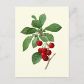 Carte Postale Cerises par Pierre-Joseph Redouté (Devant)