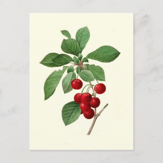 Carte Postale Cerises par Pierre-Joseph Redouté (Devant)