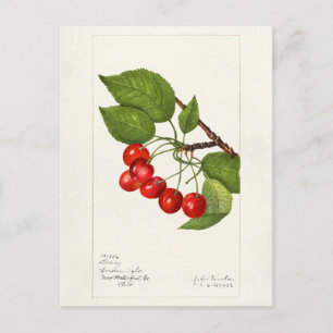 Carte Postale Cerises (Prunus Avium) Aquarelle de fruits Peintur