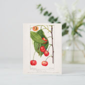 Carte Postale Cerises (Prunus Avium) Aquarelle de fruits Peintur (Debout devant)