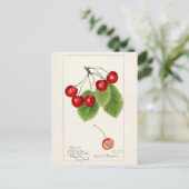 Carte Postale Cerises (Prunus Avium) Aquarelle de fruits Peintur (Debout devant)