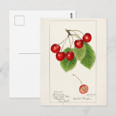 Carte Postale Cerises (Prunus Avium) Aquarelle de fruits Peintur (Devant / Derrière)