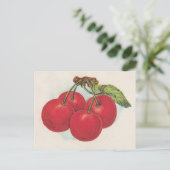Carte Postale Cerises rouges (Debout devant)