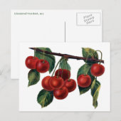 Carte Postale Cerises Rouges (Devant / Derrière)