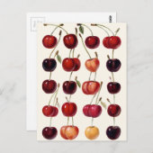 Carte Postale Cerises vintages (Devant / Derrière)