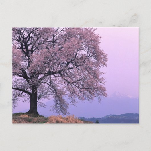 Carte Postale Cerisier (Devant)