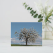 Carte Postale Cerisier aux fleurs (Debout devant)