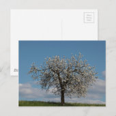 Carte Postale Cerisier aux fleurs (Devant / Derrière)