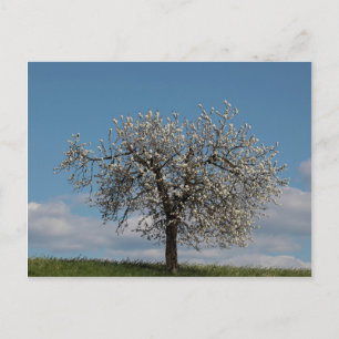 Carte Postale Cerisier aux fleurs